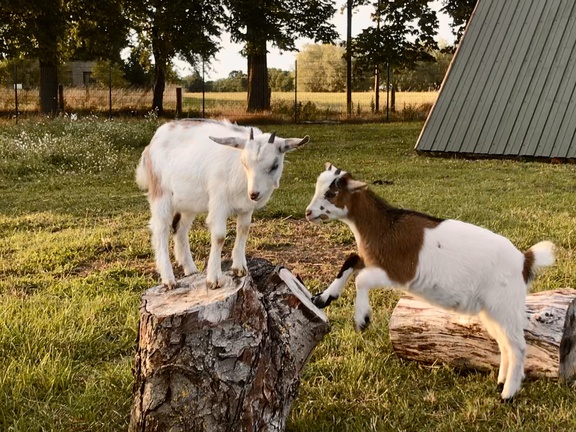 Seeweide | Naturcamping Penzlin